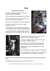 Koala-Steckbrief-Seite-1.pdf